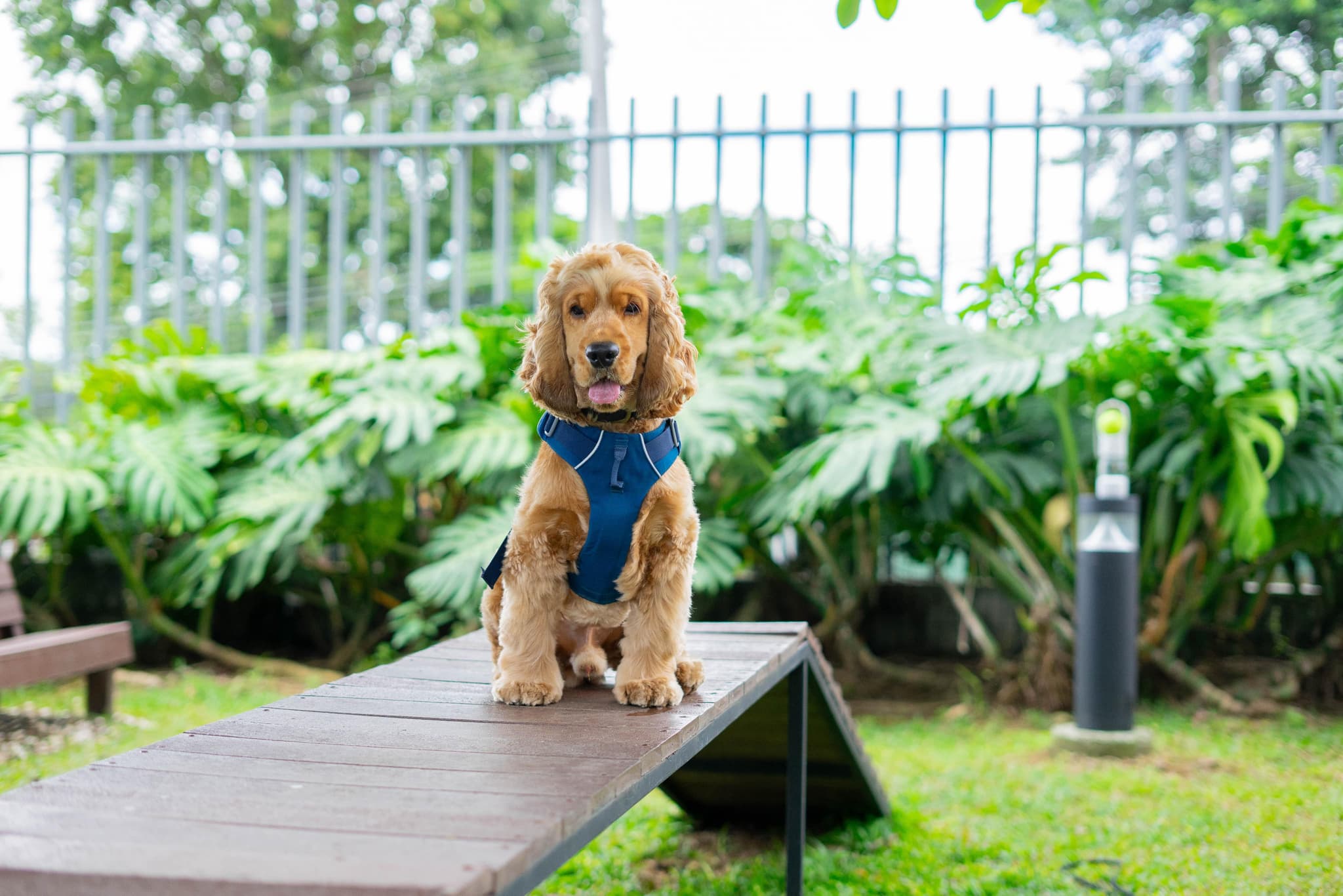 PARQUE DE MASCOTAS
