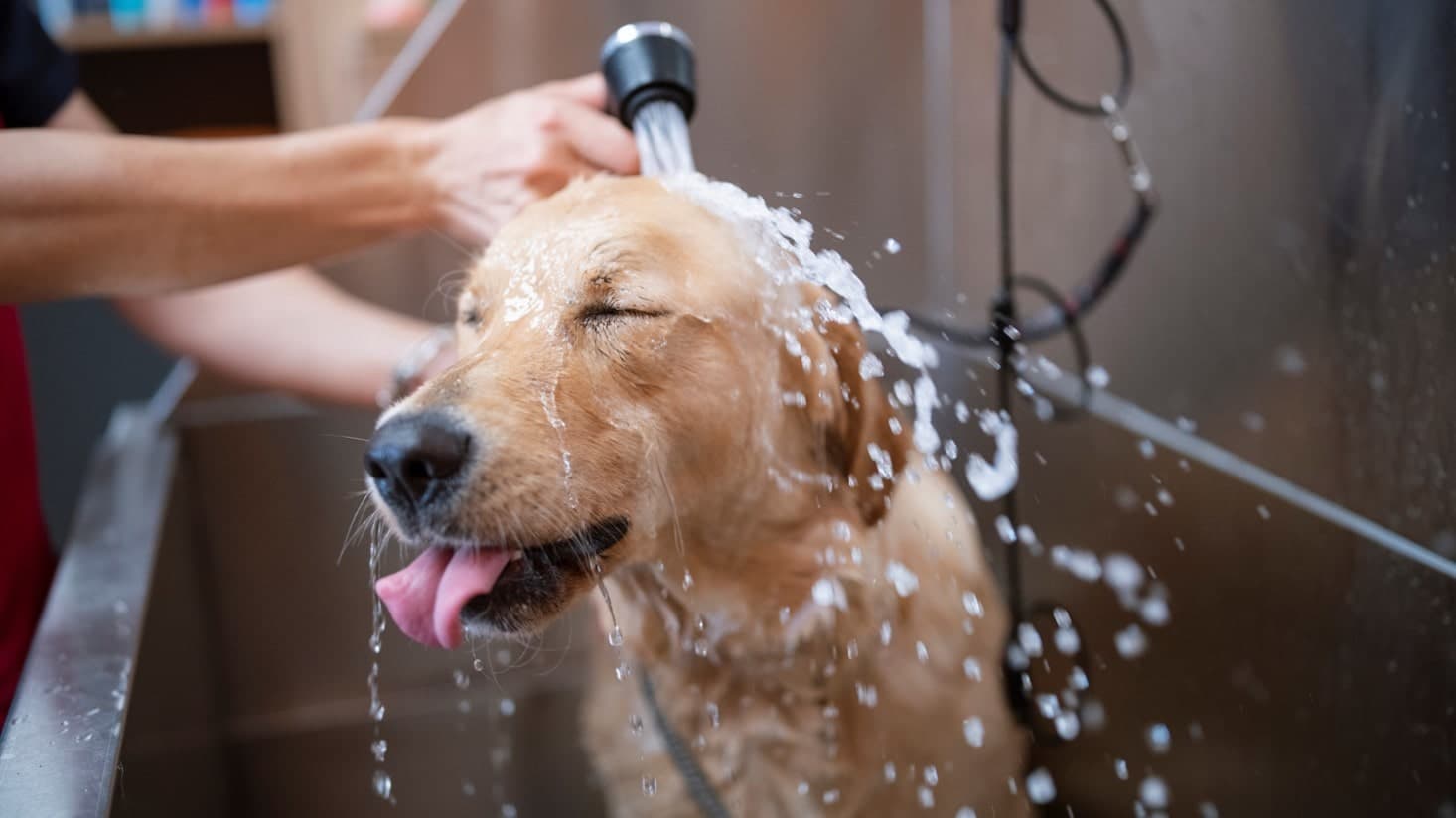 SPA DE MASCOTAS